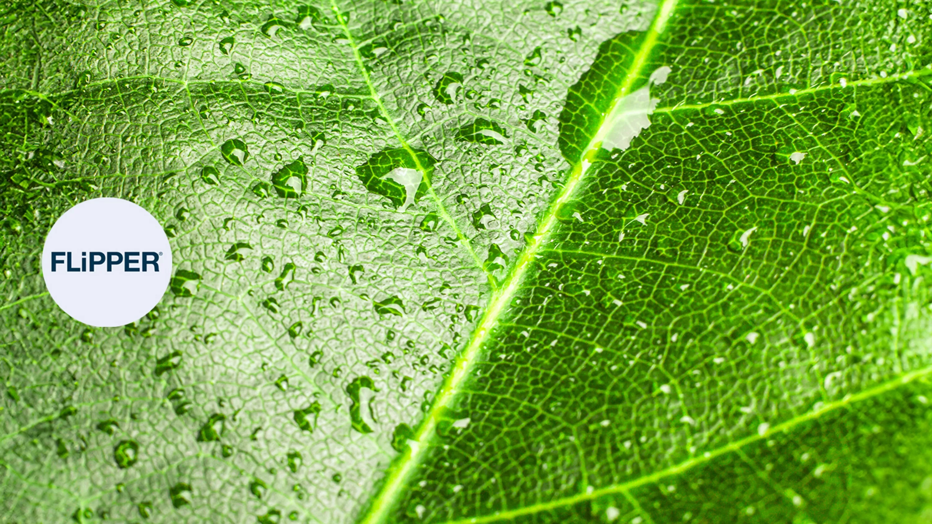 Green leaf background texture, macro