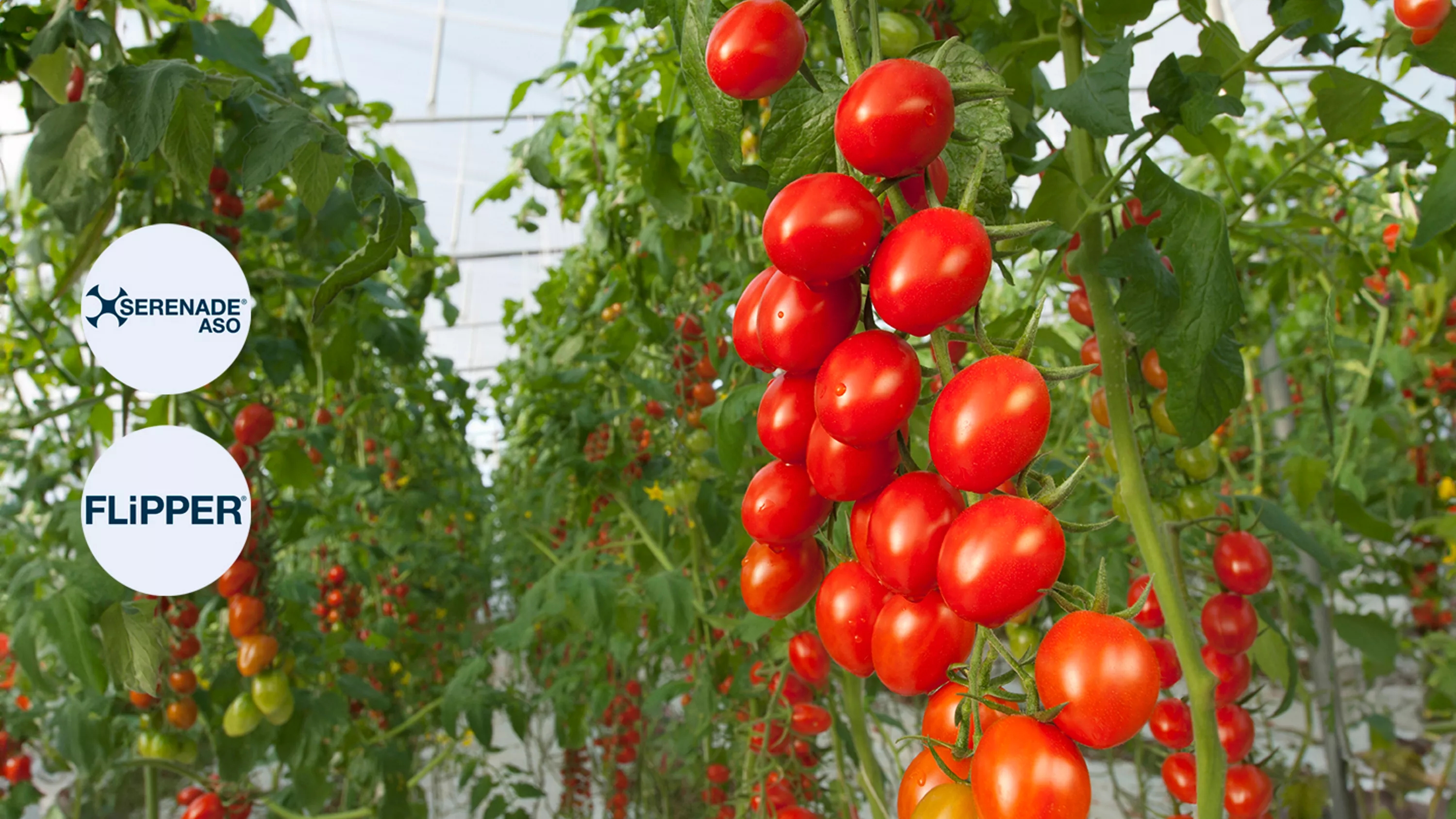 Datterino tomatoes farming