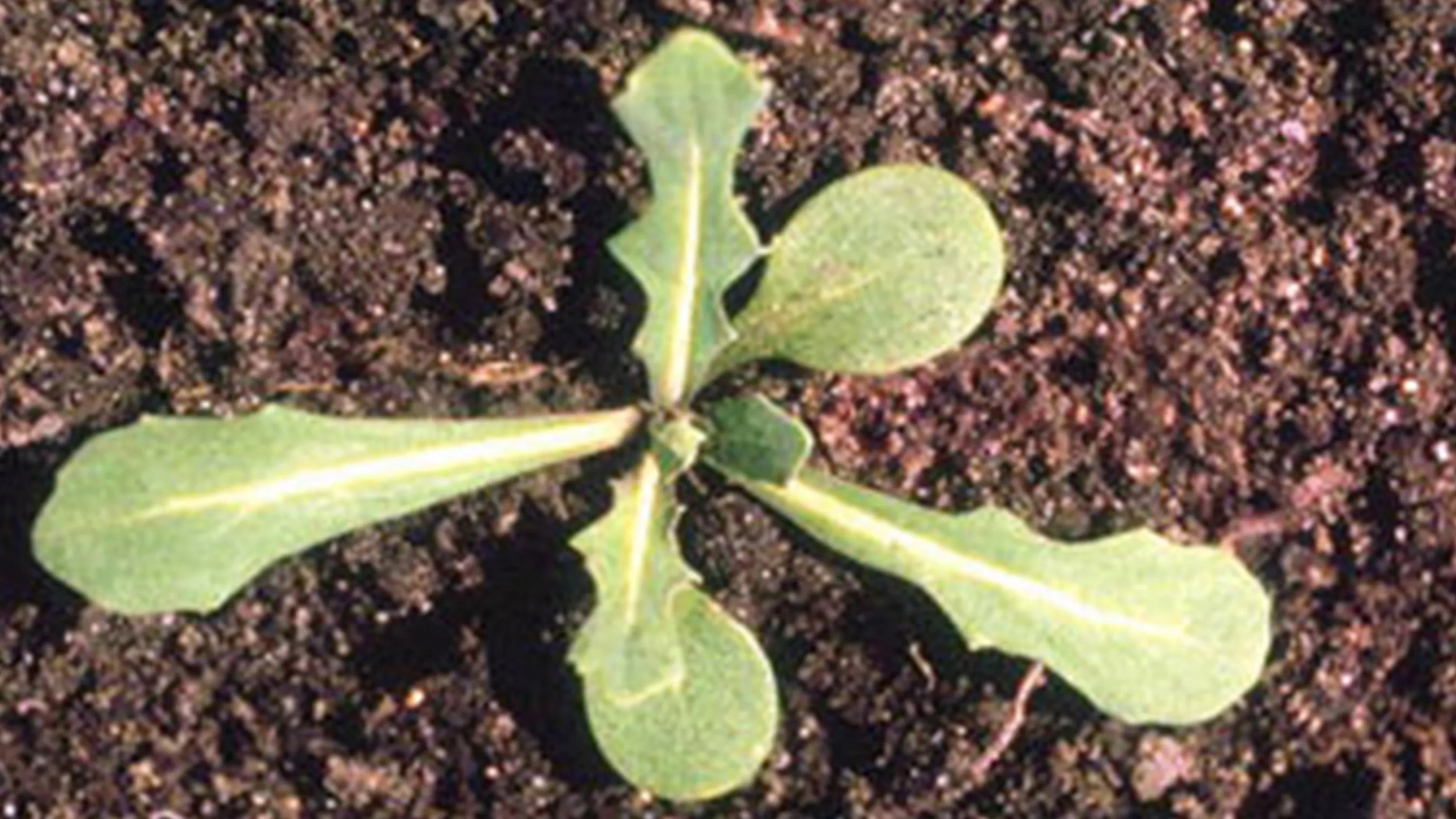 Myagrum perfoliatum