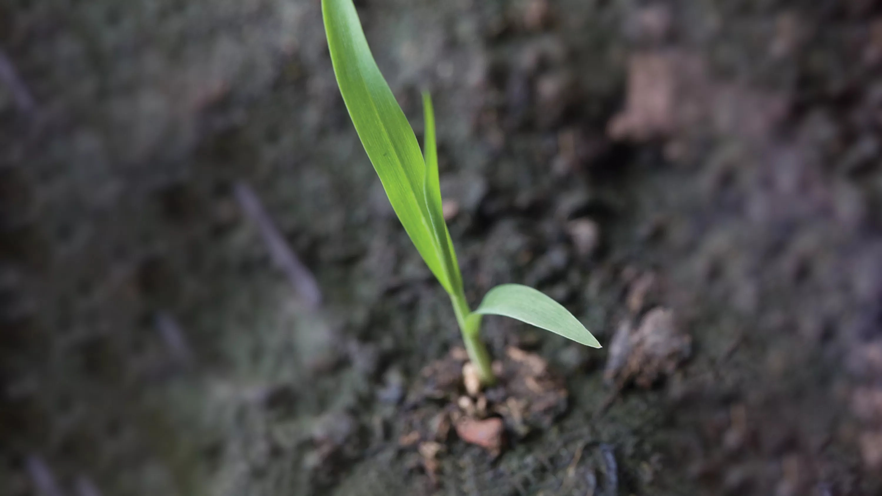 Setaria viridis 