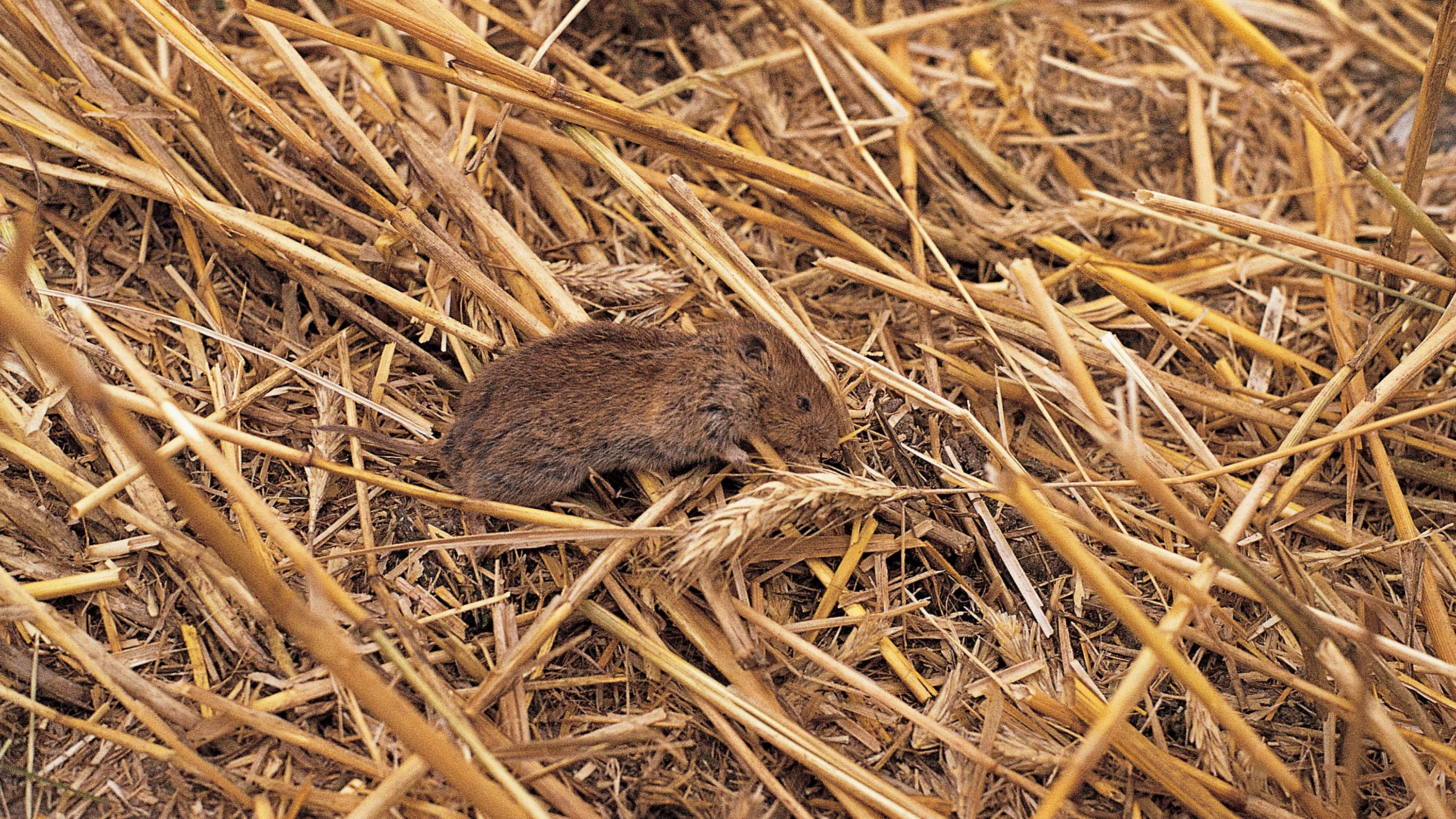 Atac sever de şoareci şi limax în sudul ţării 