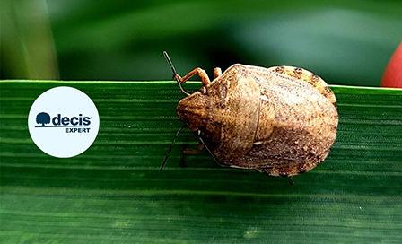 Ploșnițele cerealelor (Eurygaster integriceps, E. maura, E. austriaca) sunt prezente în culturile de grâu din zona de vest a României